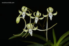 Neofinetia falcata (Kishuryokufu 紀州緑風 x Hisui 翡翠)