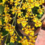 (INSPIKE NOW) Oncidium sphacelatum