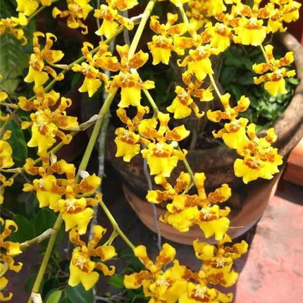 (INSPIKE NOW) Oncidium sphacelatum