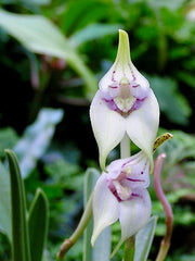 Masdevallia coriacea