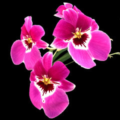 Miltoniopsis Prelapsarian 'Stefanie'