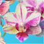 Phalaenopsis "Fox Fire"