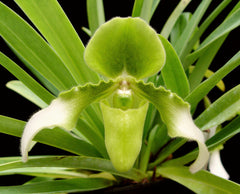 Paph. hirsutissimum var. album (syn. P. esquirolei) (FLASK, ex Taiwan)