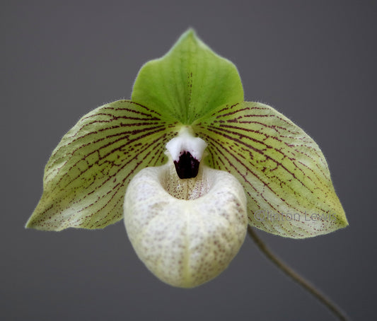 Paphiopedilum malipoense ('Green Tower x 'Sam's Choice')