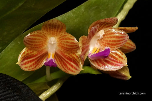 Phalaenopsis javanica (Species from Java)