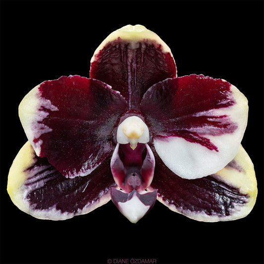 Phal. Bright Peacock 'Black & White Chocolate' (MC)