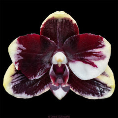 Phal. Bright Peacock 'Black & White Chocolate' (MC)