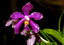 Phalaenopsis pulchra (Fragrant Species)