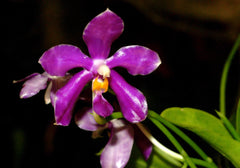 Phalaenopsis pulchra (Fragrant Species)