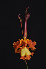 Pair of Psychopsis Seedlings