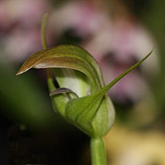 Blunt Greenhood Orchid - Pterostylis curta