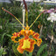 Psychopsis Mendenhall ‘Hildos’ (Mericlone) Long Lasting flowers