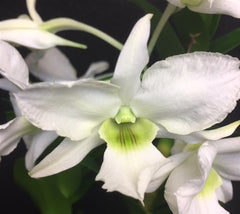 Dendrobium Isabel Sander ( A Rare Dendrobium in flowers now)