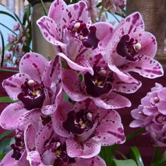 (IN BUDS NOW) Cym. Rocky Creek 'Gotcha'