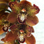 Pack of 3 Cymbidiums (SPECIAL!)