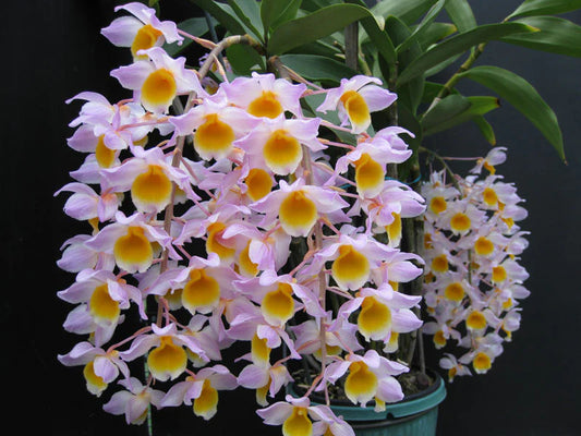 Dendrobium Mousmee 'Gympie' x Cream Cascade