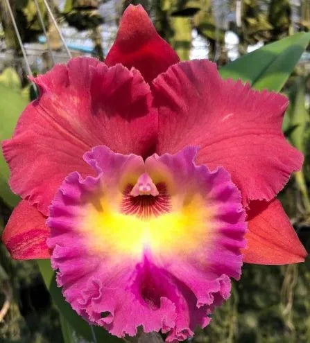 Rlc. Siam Magic '#2' MC