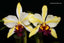 Rth. Fu Shu Glory 'Happy Holiday'