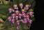 Schoenorchis seidenfadenii (Miniature Species)