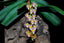 Schoenorchis secundiflora