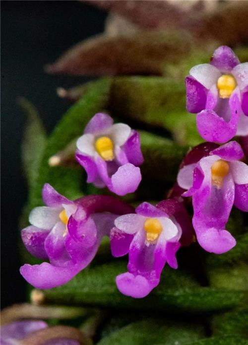Schoenorchis scolopendria (Rare Micro-Miniature Species)