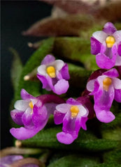 Schoenorchis scolopendria (Rare Micro-Miniature Species)