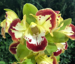 Cymbidium Vidar 'Harlequin' (Peloric)