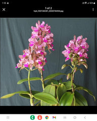 Pack of Cattleya