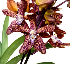 Renantanda Memoria Henry Trimen (Renanthera Storiei X Vanda tessalata)