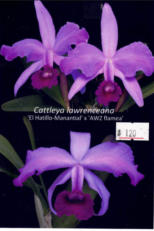 Cattleya lawrenceana 'El Hatillo-Manantial' x 'AWZ flamea' (Species Flask - Conical) ex Taiwan