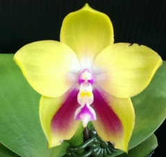 Phalaenopsis bellina "Yellow" (Rare Species)