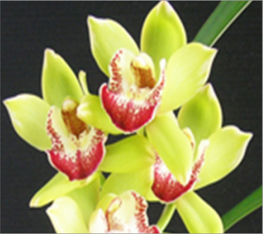 Cymbidium Happy Days 'Green Dragon' (Variegated)
