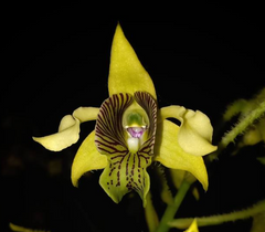 Dendrobium macrophyllum (Species from PNG)