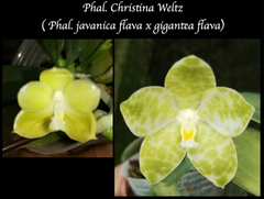 Phalaenopsis Christina Weltz (gigantea flava x javanica alba) MC