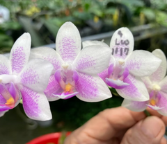 Phalaenopsis Belle Neuchâteloise (Mericlone)