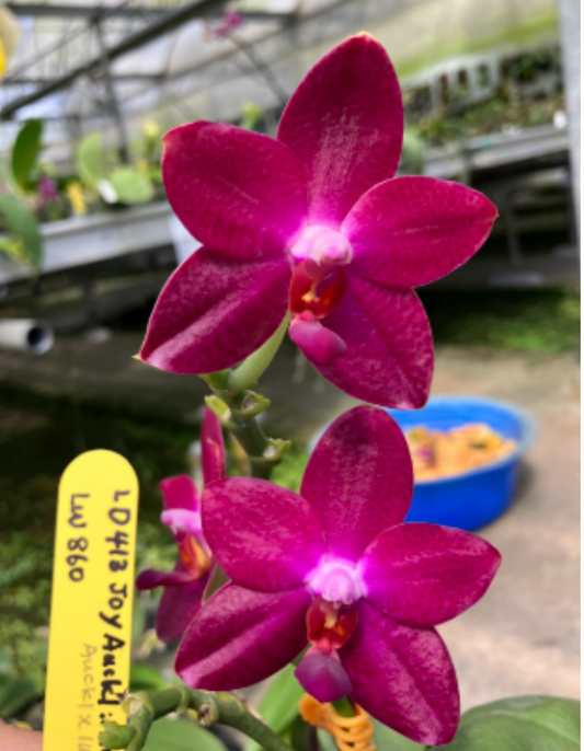 Phalaenopsis Joy Auckland Mindanao 'Red Wine' (Mericlone)