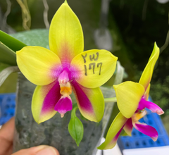 Phalaenopsis LD's Bear Queen ‘LW680’ (Mericlone)