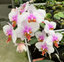 Phalaenopsis Joy Philippine Princess 'Jubilee Hope' (Mericlone)