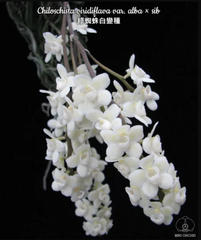 Chiloschista viridiflora var. alba (Rare Species)