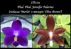 Phalaenopsis Jennifer Palermo (violacea ‘Merlot‘ x tetraspis 'Cold Blue’)