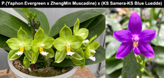Phalaenopsis (Yaphon Evergreen x ZhengMin Muscadine) x (KS Samera-KS Blue Luedde)