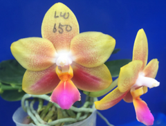 Phal. Joy Treasure ‘Orange-Yellow’ (Mericlone)
