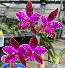 Phal. lueddemanniana' Guo Hua' (Meristem, Species)