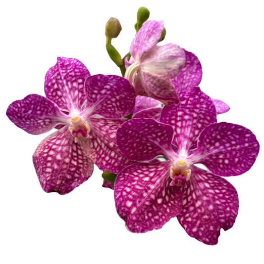 Vanda Pakchong Pink