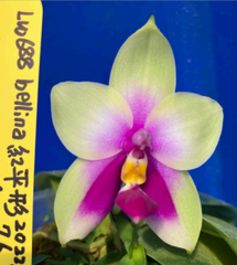 Phalaenopsis bellina 'LW688' MC (Species)