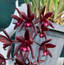 Cymbidium Australian Midnight x finlaysonianum (LARGE FLOWERING SIZE)
