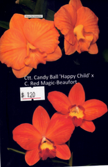 Cattlianthe Candy Ball 'Happy Child' x Cattleya (Red Magic x Beaufort) (Hybrid Flask - Conical) ex Taiwan