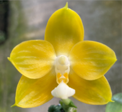 Phalaenopsis Joy Spring Canary 'Gold' (Mericlone)