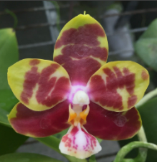 Phal. (Yungho Princess Gelb x Hannover Passion) 'Sandalwood‘ (Mericlone)