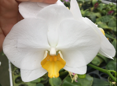 Phalaenopsis Lioulin Moon